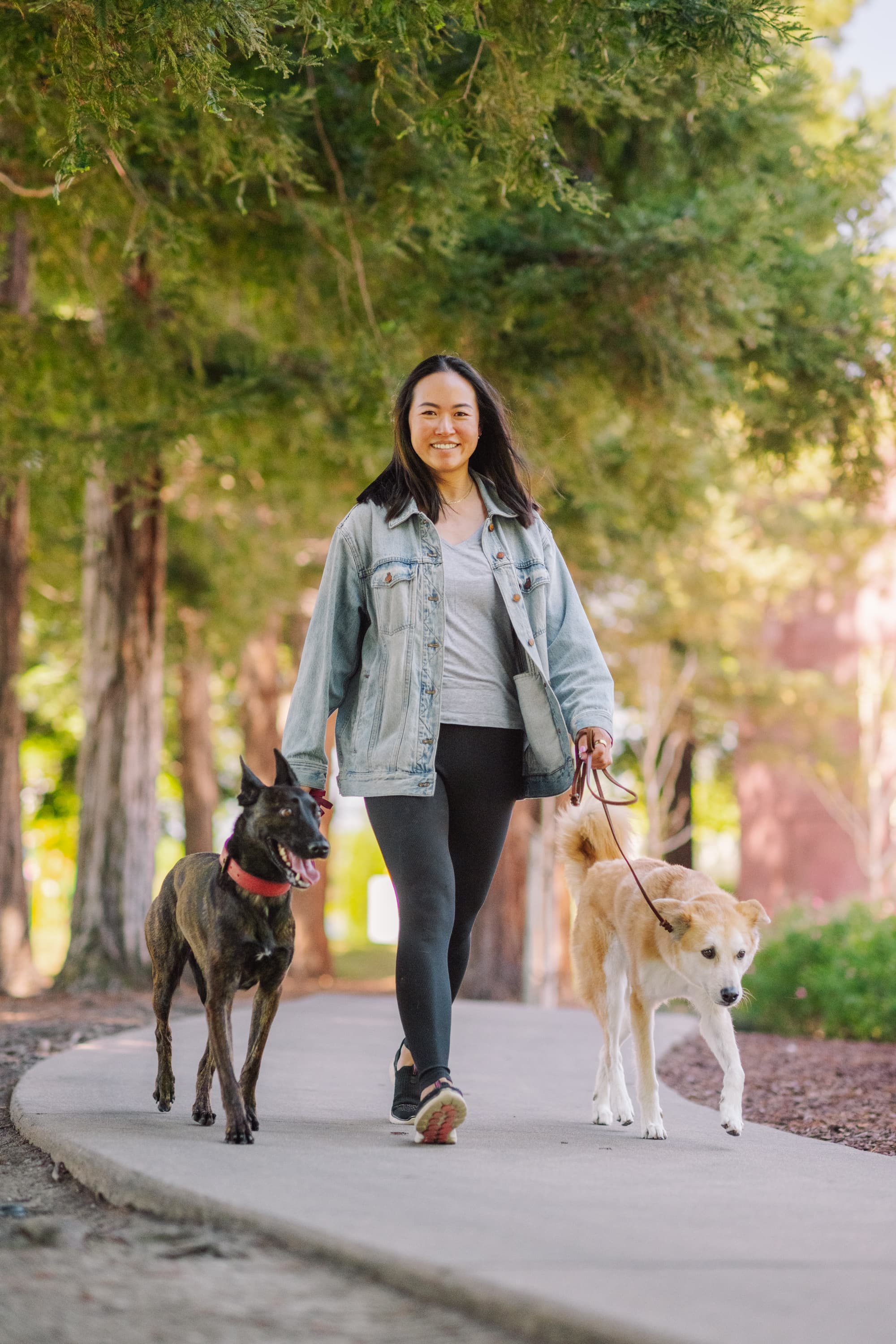Cat walking a dog