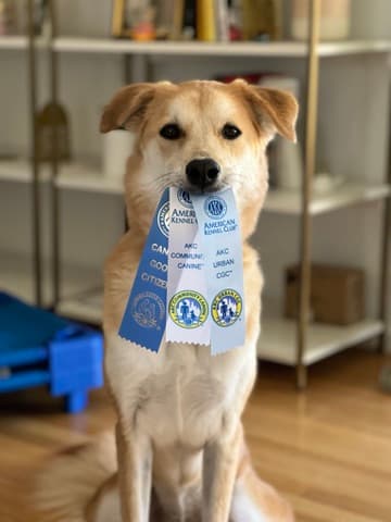 A dog wearing earned AKC ribbons